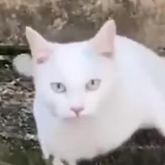 STUTUTUTU