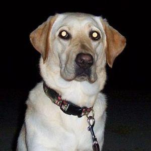 Vebdi avatar