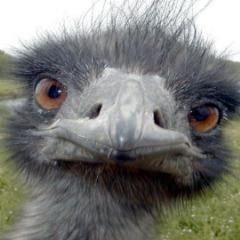 CutchiPr0 avatar