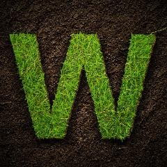 WizZz_iz avatar