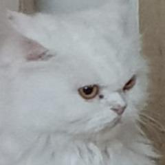 Pitzi_Cat avatar