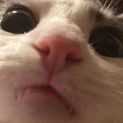 faintzL