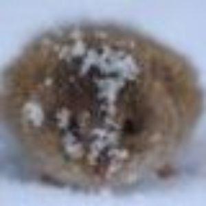Frozi1121 avatar