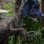 dntrwarlords avatar