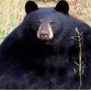 Gst_2908 avatar