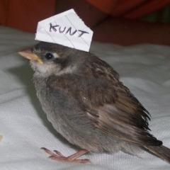BirdWithAHat avatar
