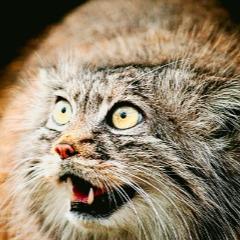 0LD_MANUL