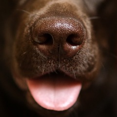 team_TuckerBuster
