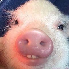 RodikBaby
