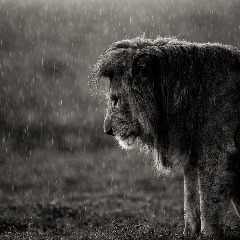 Lion1 avatar