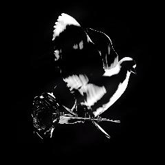 olivieer avatar