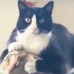 Zygglrox