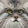 tuz-buboviy avatar