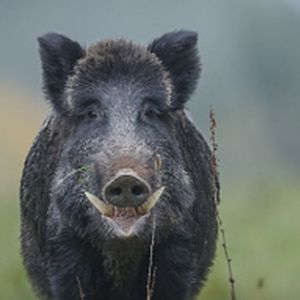 bartek_gej