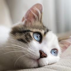 CharlieT avatar