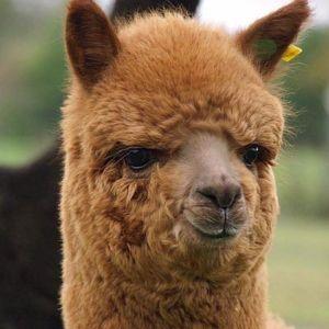 AlPaczinioS avatar