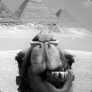 rafaperee