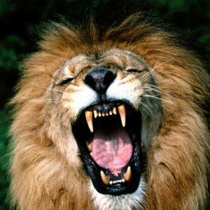 Leo_Lion98 avatar