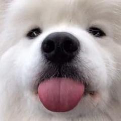 Player D4GoRE avatar