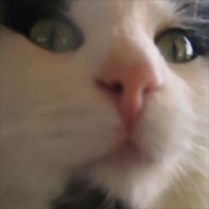 Pandiste