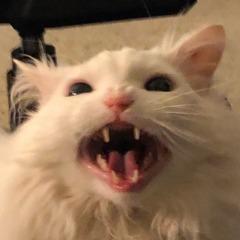 mogilaa avatar