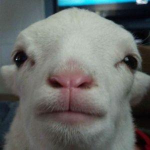 michindA avatar