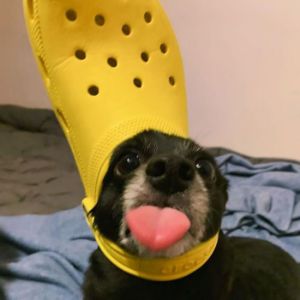 DANKUBEAST