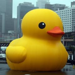 PeaceDuck666 avatar