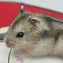 lapsiu