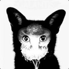 foxorek
