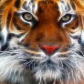 BERCILE5 avatar