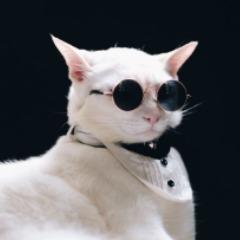avoid_my_cat avatar