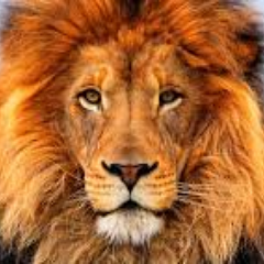 YouLionToMe avatar