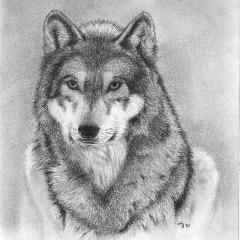 Wilchq15 avatar
