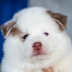 Bestmaximus