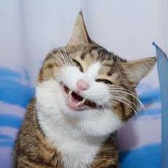 Mewsic