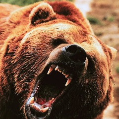 -GRIZZLI-