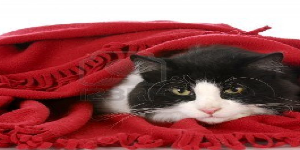Blanket