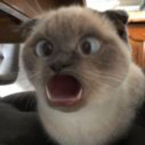 mmmchicken avatar