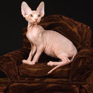 snickers0687 avatar
