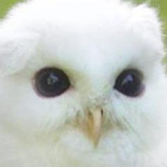 Fou avatar