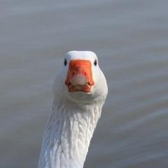 Gustav6798 avatar