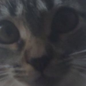 Faceit Avatar