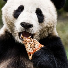 purpanda