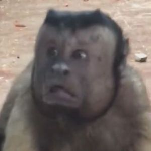 LITRBOLSHIK-