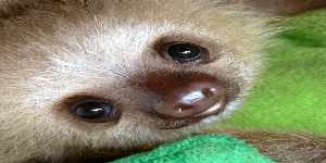 Fudelen avatar