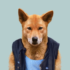 ege_dingo avatar