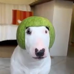 Lamamp4