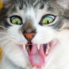 CRAZZY_CAT - Player Profile - FACEIT.com