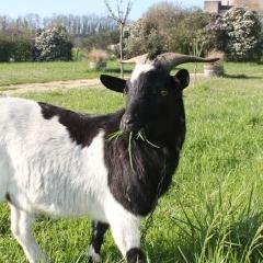 Chevree avatar